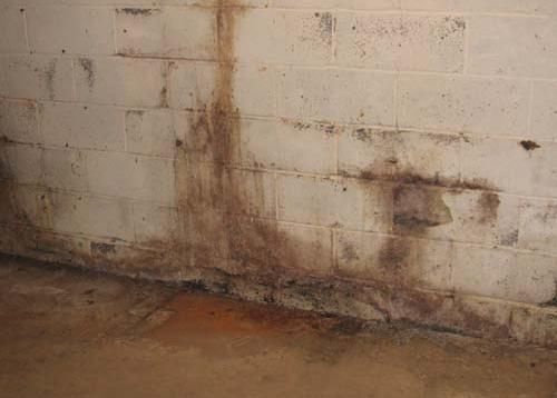 black-mold-basement