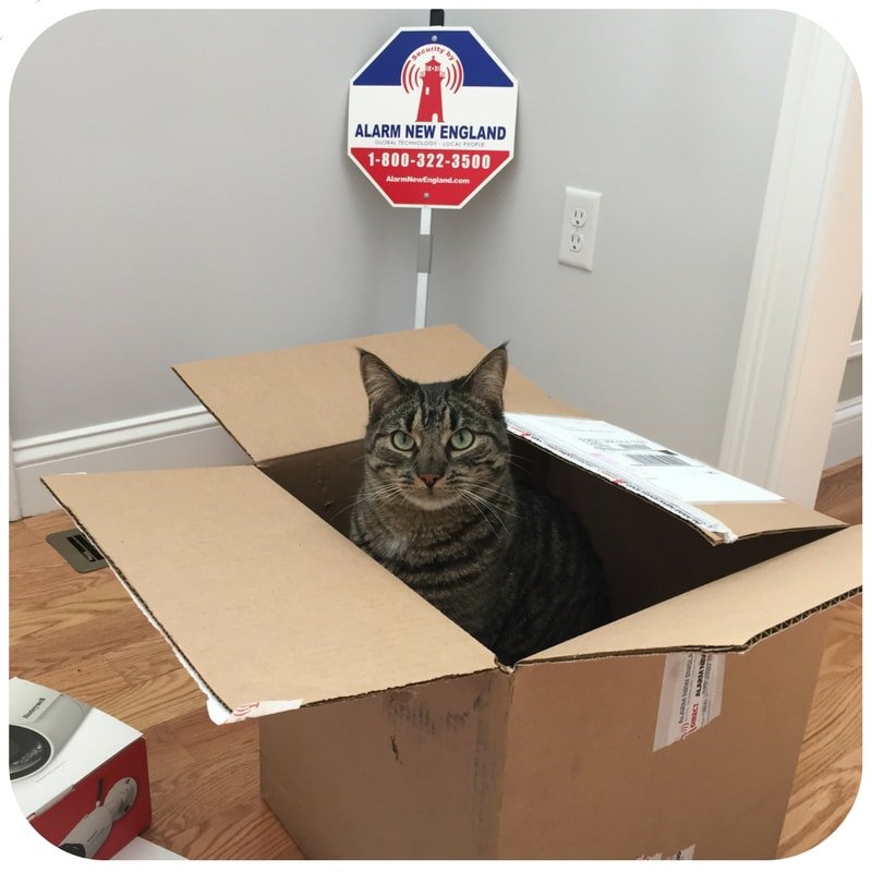 catinboxbezelcompress