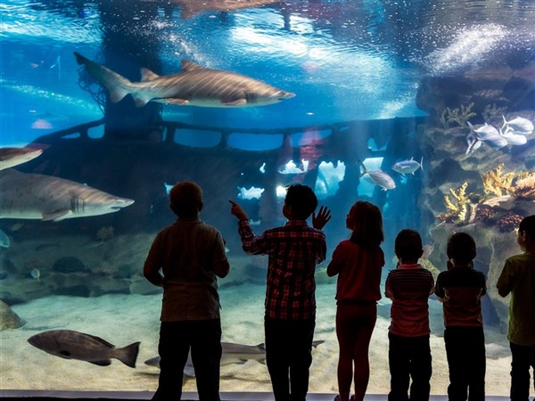 mystic-aquarium-shark-tank-ct